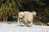 GOLDEN RETRIEVER 790
